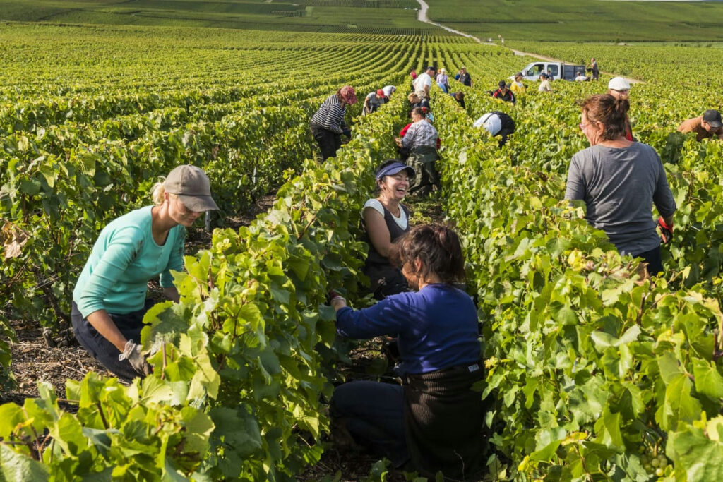 Duiken in de druivenoogst in de Champagne